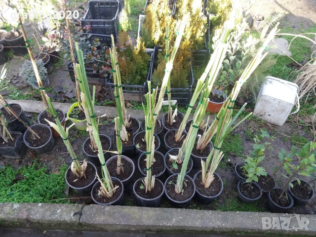 Кортадерия- Пампаска трева ПРИ ПОКУПКА НА 3 БРОЯ 1 БРОЙ ПОДАРЪК, снимка 5 - Градински цветя и растения - 27388242