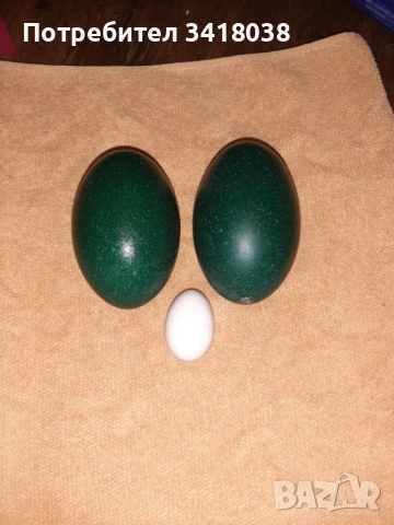 яйца от птица Ему - уникален подарък за Великден!, снимка 2 - други­ - 53768648