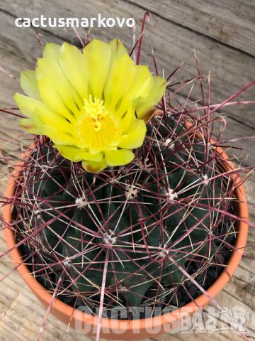 hamatocactus hamatacanthus, снимка 1 - Стайни растения - 33852177