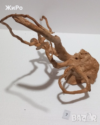 Корен от Азалия /декорация/ 7, снимка 2 - Други - 53396765