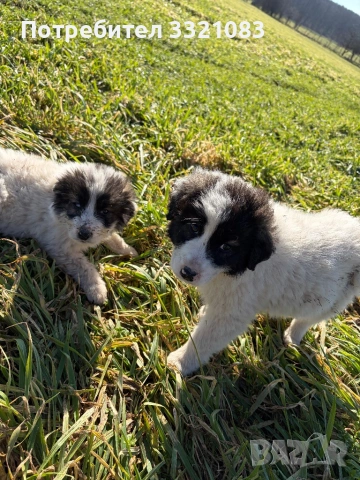 Кученца Каракачанки