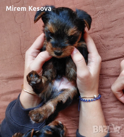 Мини йоркширски териер (мини йорки) момченца, снимка 9 - Йоркширски териер - 52353564