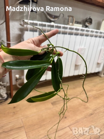 Hoya celata, снимка 2 - Стайни растения - 52644267