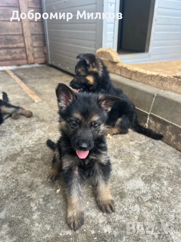 Продавам Немска овчарка, снимка 1