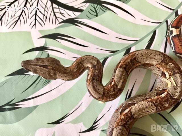 Змия, боа, Boa Constrictor, снимка 2 - Змии - 46379604