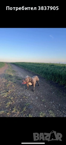 Американско були покет , снимка 3 - Други - 54245260