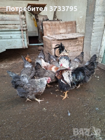 Оплодени яйца от катунски кокошки, снимка 2 - други­ - 53478133