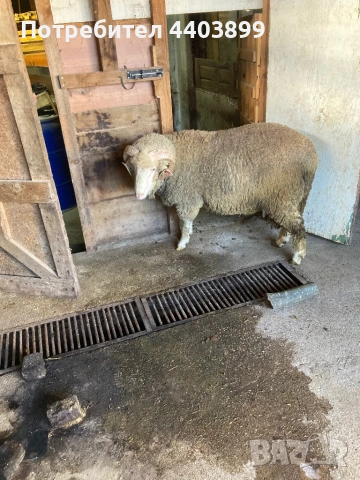 Овен Старопланински Цигай , снимка 6 - Овце - 53465184