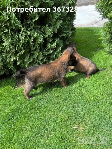 Белгйиска овчарка малинова, снимка 6 - Белгийска овчарка - 51650424