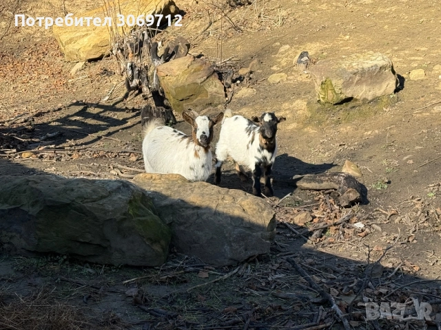 Мини холандски пръчлета, снимка 7 - Други животни - 52996529