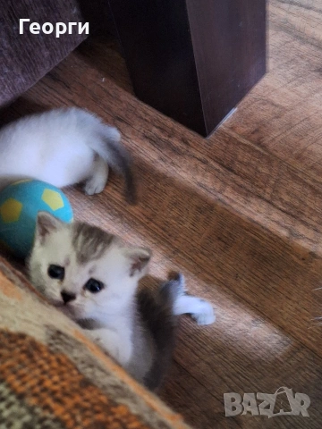 Британски късокосмести, снимка 8 - Британска късокосместа - 54100765