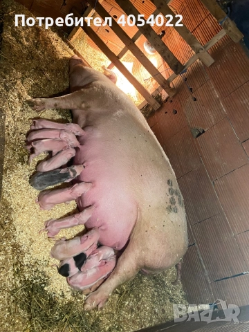 Продавам прасе с малки, снимка 3 - Прасета - 52686902