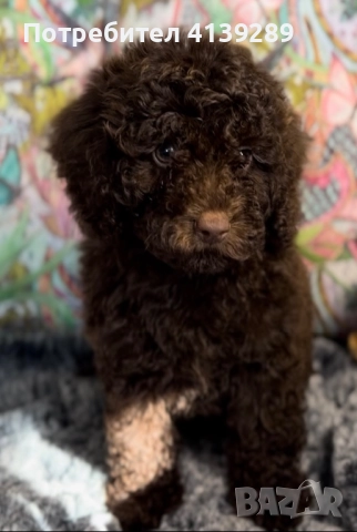 Пудел мини , снимка 3 - Пудели - 52754749