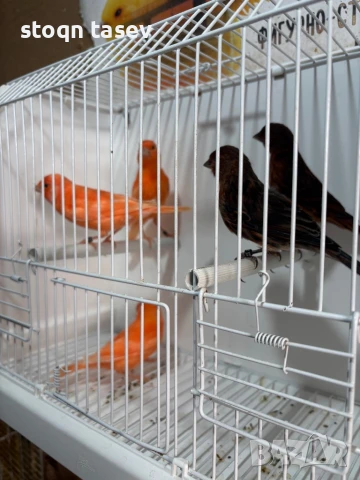 Канари цветни и къдрави, снимка 4 - Канари - 50811624