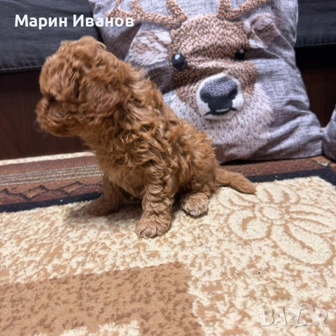 Мини пудел, момченце, снимка 3 - Пудели - 53249844