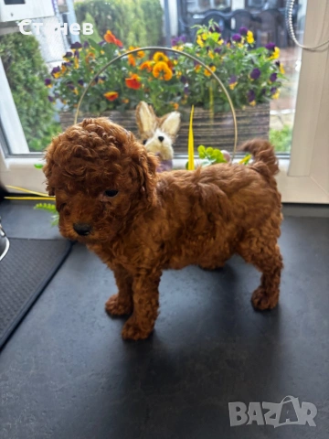 Той пудел момче, снимка 5 - Пудели - 54277456