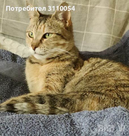 Подарява се зеленоока женска котка , снимка 4 - Други - 45465365