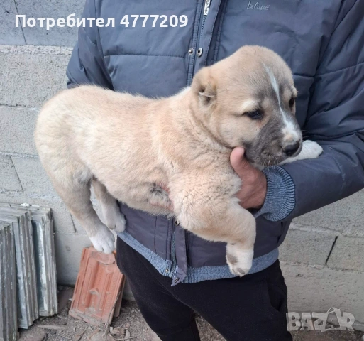 САО-АЛАБАЙ , снимка 3 - Други - 53970663