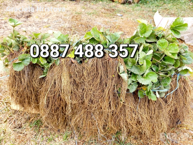 Продавам качествен разсад ягоди , снимка 2 - Разсади - 53504575