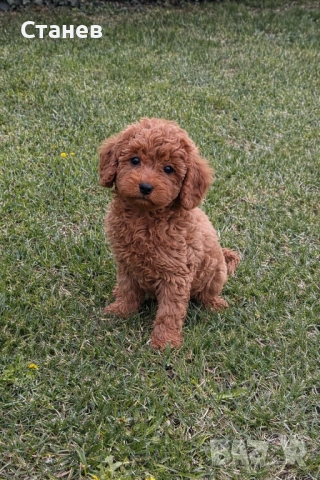 Мини Пудел Момче и Момиче  / Mini Poodle, снимка 5 - Пудели - 53305362