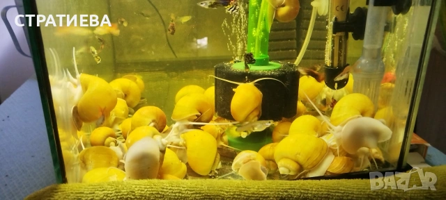 Охлюви АМПУЛАРИЯ, снимка 5 - Рибки - 53165641