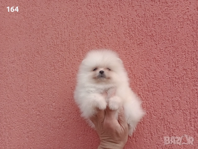 Мъжки и женски Померани.  Реални снимки от 22.03.26 г. , снимка 2 - Померан - 53923472