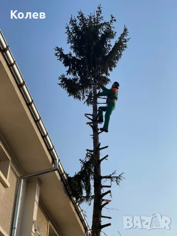 Рязане  и кастрене на рискови дървета Пловдив