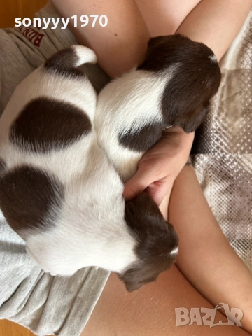 ДЖАК РЪСЕЛ-250ЛВ ЗА СЛАДУРЧЕ 1109250819, снимка 13 - Джак ръсел териер - 51674291