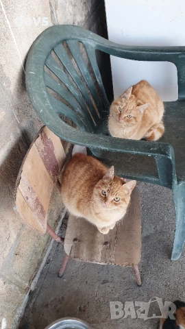 Дом за млади котета - остават сами на произвола на съдбата, снимка 15 - Други - 53050188