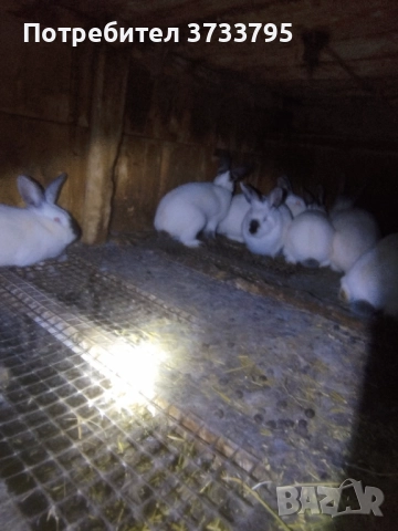 Калифорнийски зайци , снимка 9 - Други - 50565270