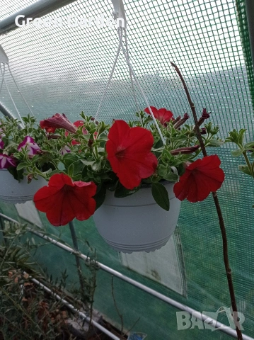 ТОП КАСКАДНИ ПЕТУНИИ, снимка 2 - Градински цветя и растения - 54128212