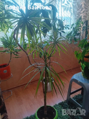 Палма драцена