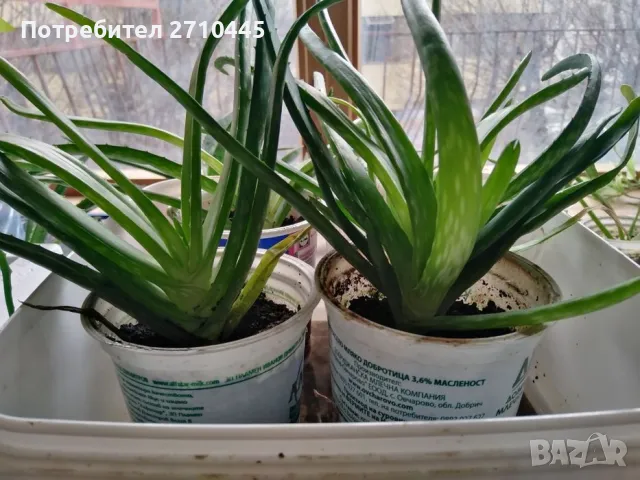 Лечебно Алое Вера и Дървовидно алое, снимка 6 - Стайни растения - 34336379