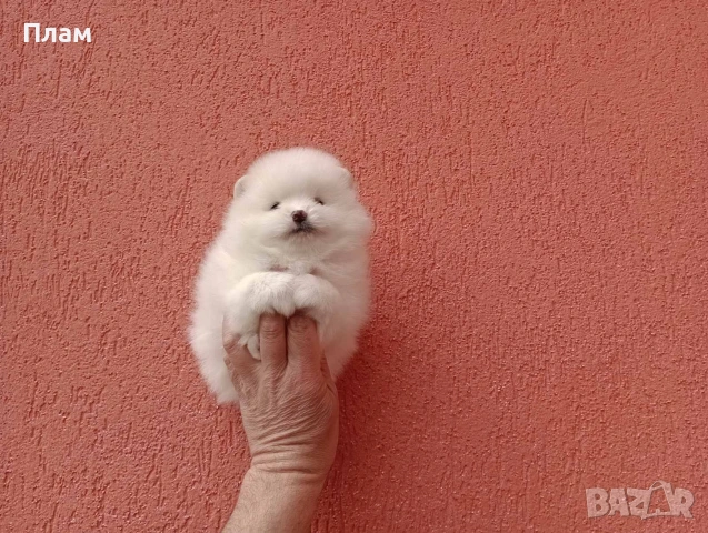 Померани. Богат избор на бели и кремави , снимка 11 - Померан - 54061340