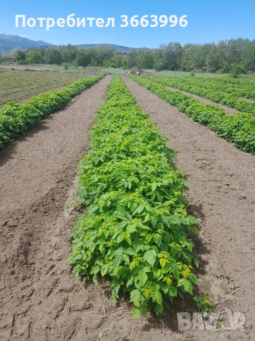 продавам фантастичен разсад ягоди и малини , снимка 12 - Разсади - 53688553