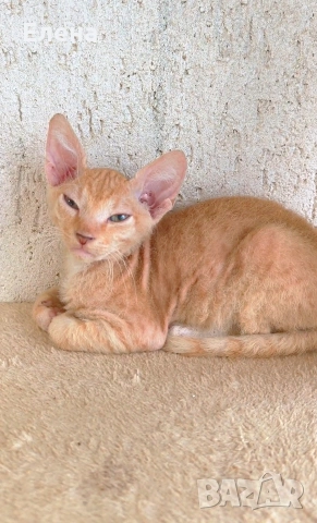 Браш кьдравокос момченце , снимка 4 - Сфинксове - 52185858