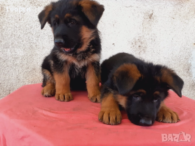 Немски овчарки, снимка 4 - Немска овчарка - 52227880