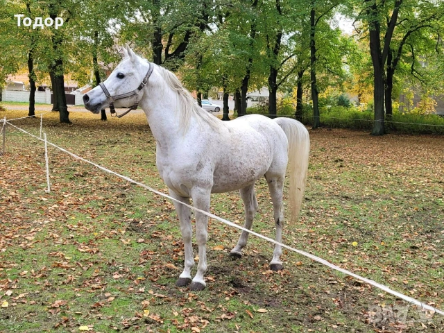 Арабски кон