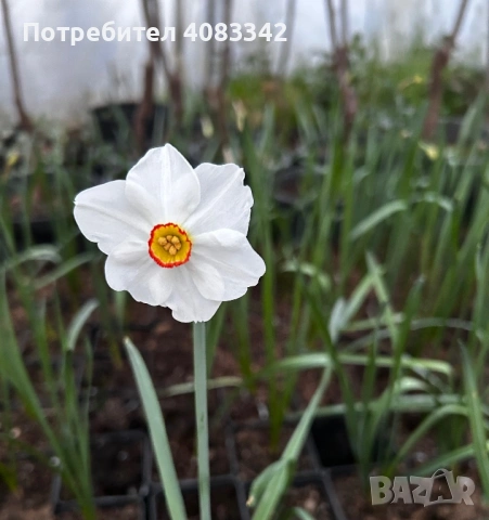 Нарцис, снимка 5 - Градински цветя и растения - 53864827