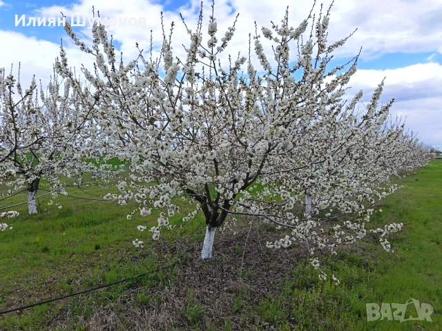  Oвощна градина. Череши 10 декара+   3,5 декара праскови и сини сливи, снимка 12 - Земеделска земя - 45960295