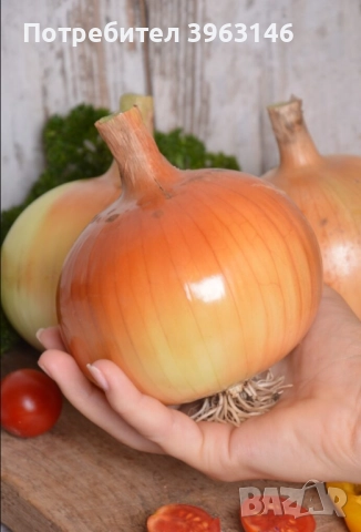 Семена за Стотинки, снимка 17 - Сортови семена и луковици - 52838410