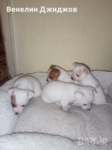 Чихоа, снимка 8 - Чихуахуа - 52653337