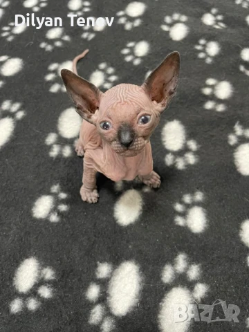 Канадски сфинкс, снимка 3 - Сфинксове - 50620392