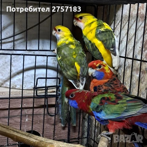 продавам пенатови розела и страка