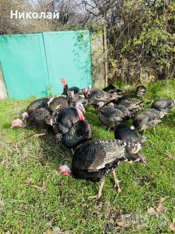 Домашни Пуикй, снимка 2 - Кокошки и пуйки - 52860409