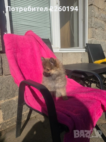 Померан, снимка 5 - Померан - 53672447