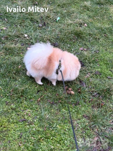 Мъжки померан на 2г за разплод, снимка 4 - Померан - 53816222