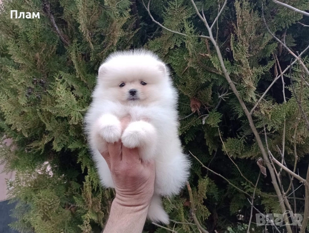 Померани.Реални снимки ! , снимка 2 - Померан - 54051834