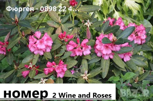 Рододендрон