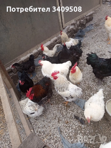 свободни петли